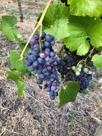 Pinot Noir almost ready to become Somerled Sparkling