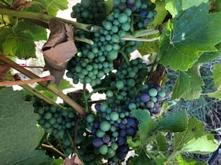 Pinot Noir grapes at veraison